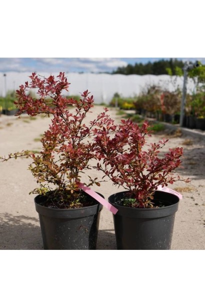 Барбарис тунберга Коралл саженцы